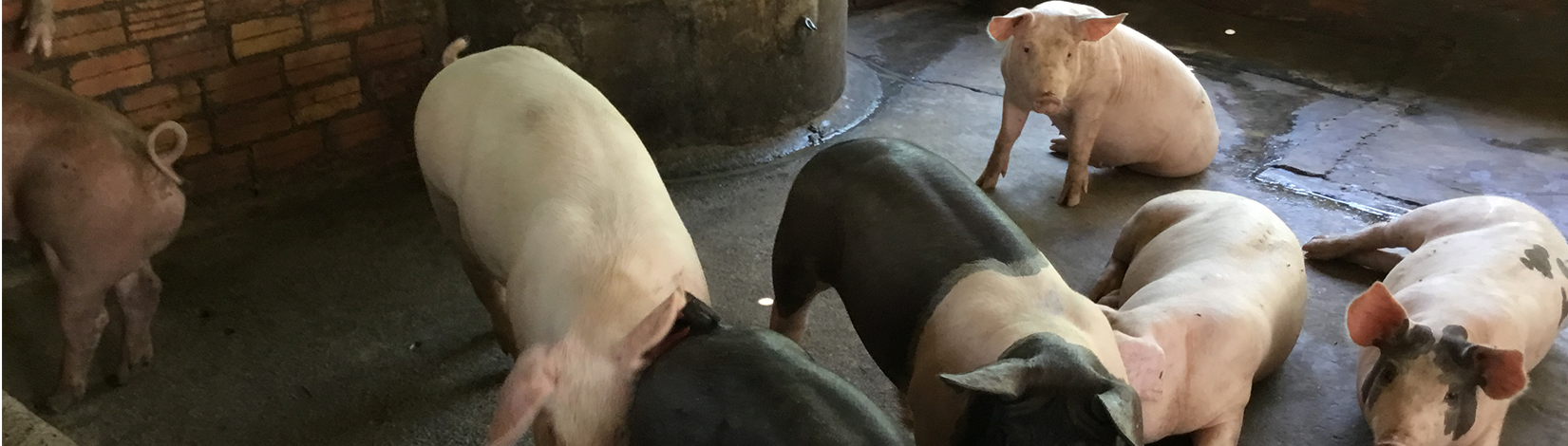 Pigs in Cambodia