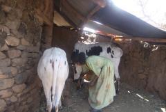 ETH woman with cow