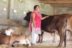 Woman with cow Nepal