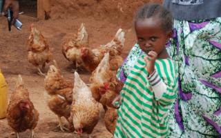 Livestock, Campylobacter and child nutrition: findings from the formative research of the CAGED study in rural Ethiopia